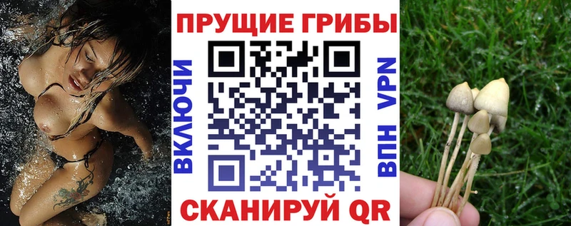 дарнет шоп  это какой сайт  Галлюциногенные грибы ЛСД  Сафоново 